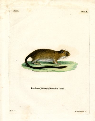 Ratto dorato dell
