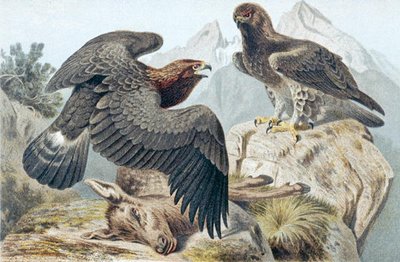 Aquila reale, tavola da "Brehms Tierleben: Allgemeine Kunde des Tierreichs" vol.6, p.266, pubblicato da Bibliographisches Institut da German School