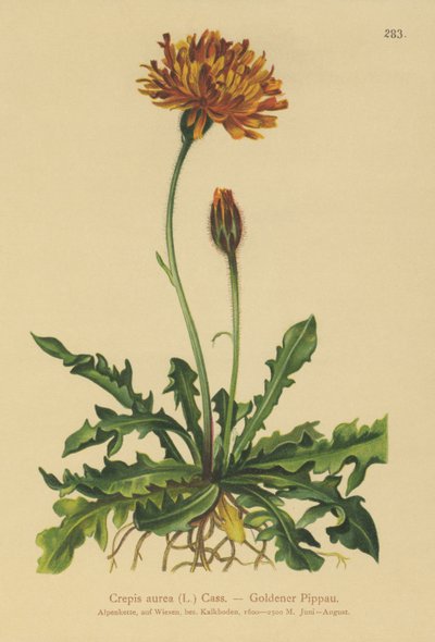 Crepis dorata (Crepis aurea) da German School