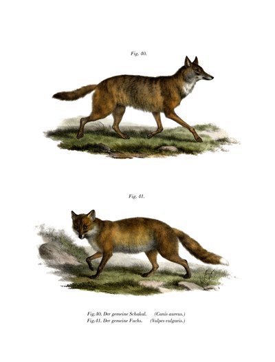 Sciacallo dorato, 1860 da German School