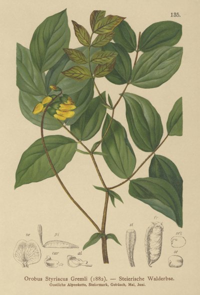 Veccia dorata (Orobus styriacus, Lathyrus aureus) da German School