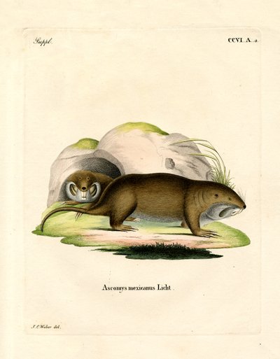 Gopher da German School