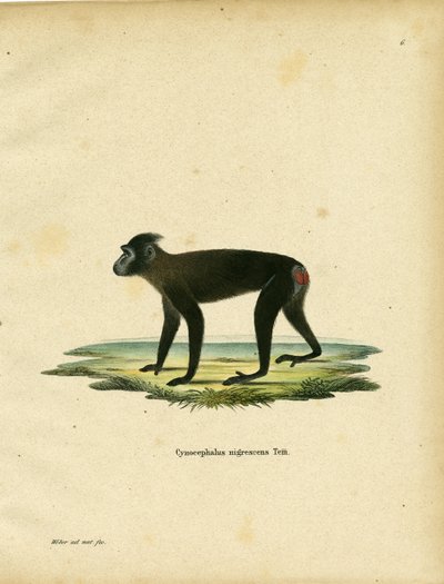 Macaco di Gorontalo da German School