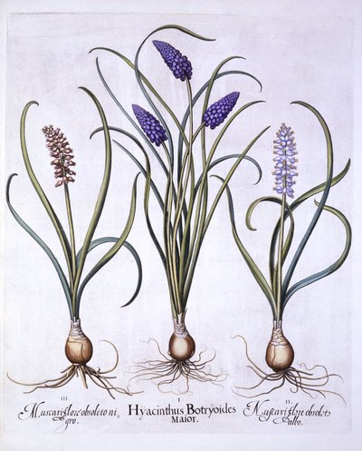 Giacinti d
