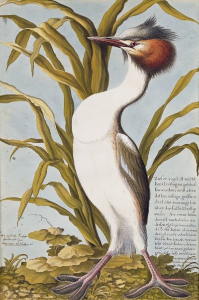 Svasso maggiore (Podiceps cristatus) c.1748 da German School