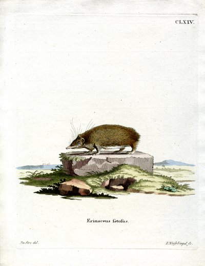 Tenrec Maggiore da German School
