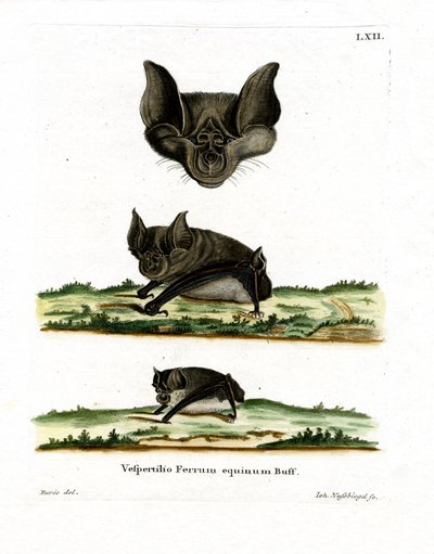 Pipistrello ferro di cavallo maggiore da German School