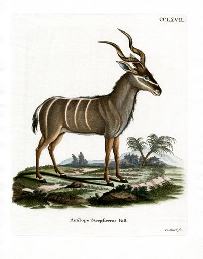 Kudu maggiore da German School