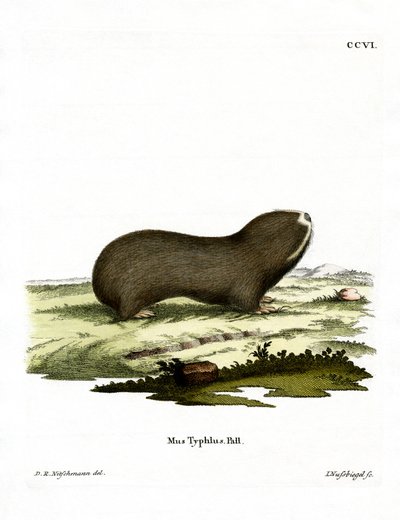 Ratto Talpa Maggiore da German School