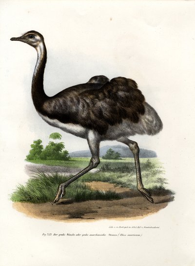 Nandù Maggiore, 1864 da German School