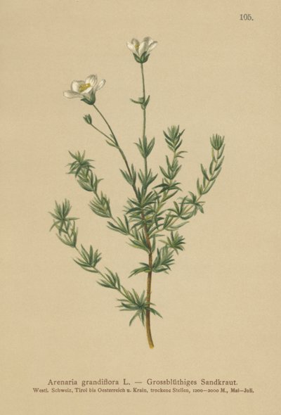 Arenaria grandiflora da German School