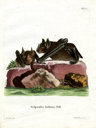 Pipistrello dal naso a lancia maggiore da German School