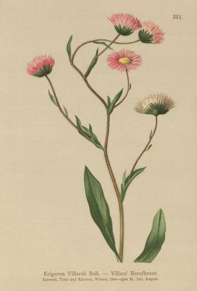 Erigeron greco da German School