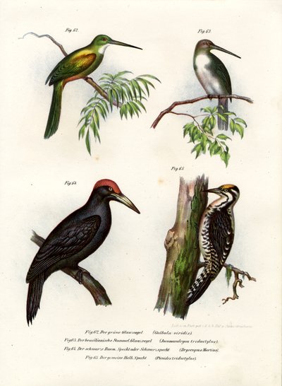 Jacamar coda verde da German School