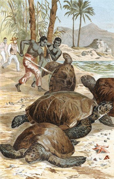 Tartaruga Verde, tavola da "Brehms Tierleben: Allgemeine Kunde des Tierreichs", vol.7, p.596, pubblicato da Bibliographisches Institut da German School