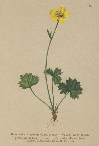 Ranuncolo di Grenier (Ranunculus breynius, Ranunculus villarsii, Ranunculus grenierianus) da German School