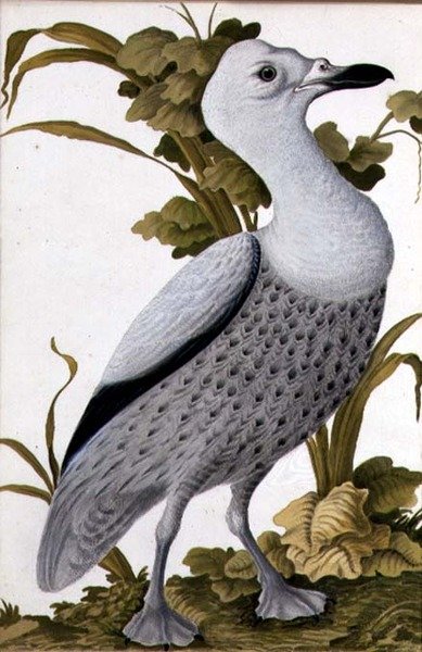Oca grigia, c.1740 da German School