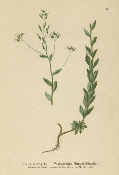 Draba grigia (Draba incana) da German School