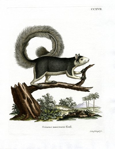 Scoiattolo gigante grigio da German School