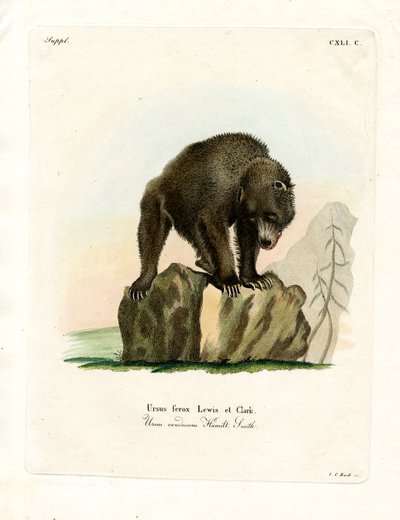 Orso grizzly da German School
