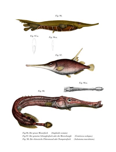 Pesce rasoio scanalato da German School