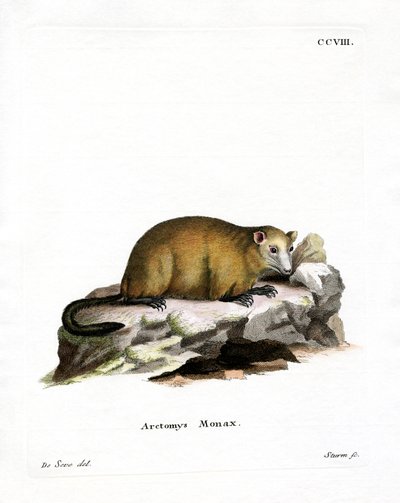 Marmotta da German School