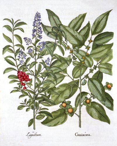 Guaiaco e ligustro cinese, da Hortus Eystettensis, di Basil Besler, pub. 1613 da German School