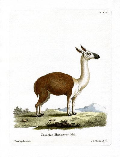 Guanaco da German School