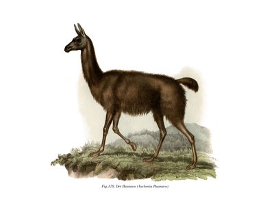 Guanaco, 1860 da German School