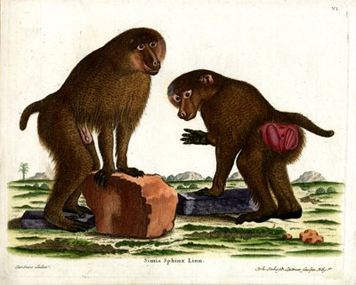 Babbuino della Guinea da German School