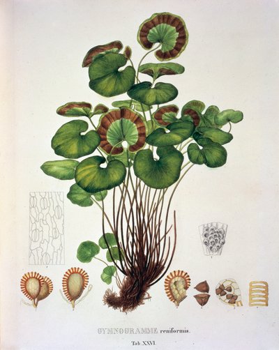 Gymnogramme Reniformis, tavola XXVI da 