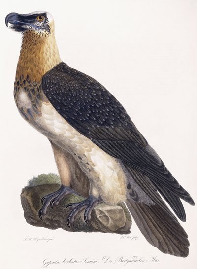 Gypaetus barbatus Sonnini da German School
