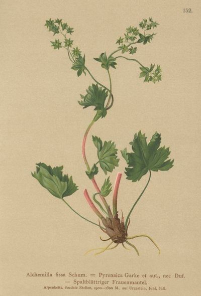 Mantello della signora glabro (Alchemilla fissa, Alchemilla pyrenaica) da German School