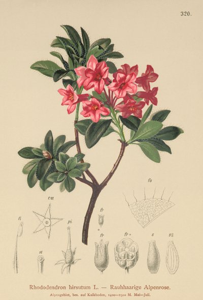 Rododendro peloso (Rhododendron hirsutum) da German School