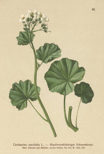 Cardamine pelosa (Cardamine asarifolia) da German School