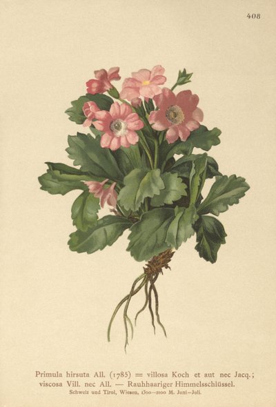 Primula pelosa (Primula hirsuta) da German School