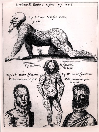 Uomo peloso e uomo selvaggio, illustrazione da Physica Curiosa di Gaspar Schott (1608-66) da German School