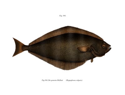 Halibut da German School