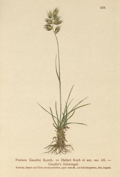 Festuca Gaudini da German School