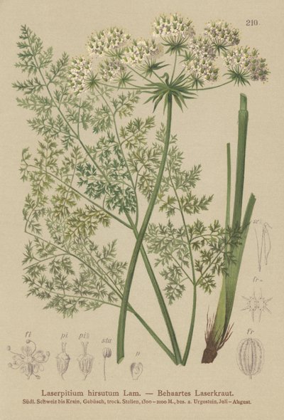 Laserpitio di Haller (Laserpitium hirsutum, Laserpitium halleri, Laserpitium panax) da German School