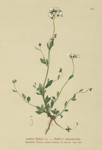 Arabetta di Haller (Arabis halleri) da German School