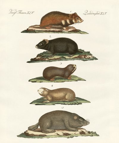 Criceti e arvicole da German School