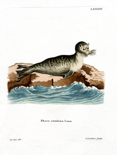 Foca comune da German School