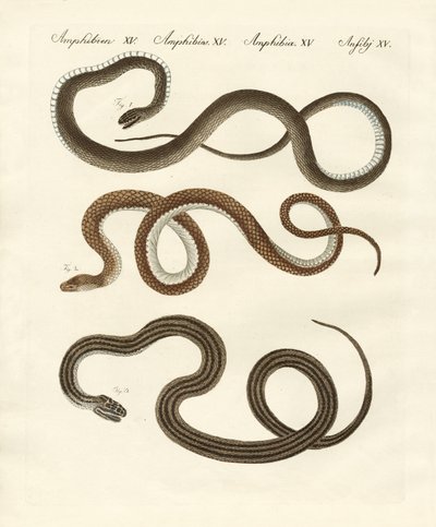 Serpente innocuo da German School