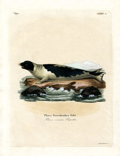 Foca della Groenlandia da German School