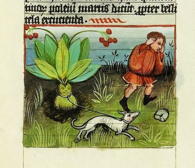 Raccolta della Mandragora, De Rerum Naturis - Rabanus Maurus, c.1425 da German School