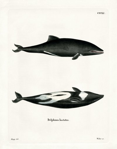 Delfino di Haviside da German School