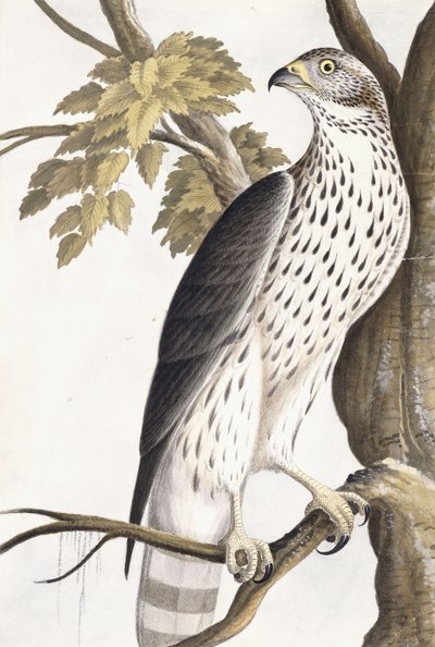 Falco, 1750-1800 da German School
