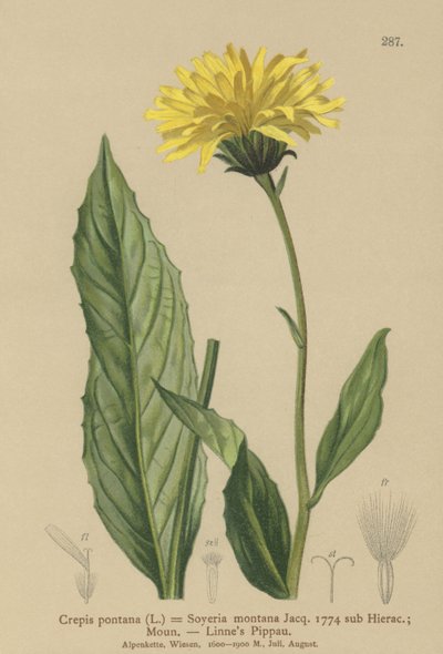 Crepis (Crepis bocconi, Crepis pontana, Crepis montana, Hieracium montanum, Soyeria montana) da German School