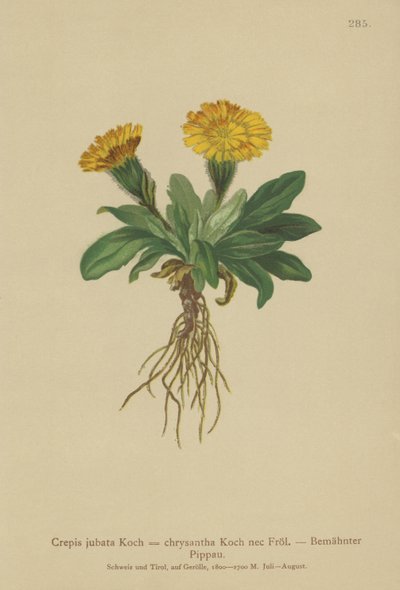 Crepis (Crepis jubata, Crepis rhaetica) da German School